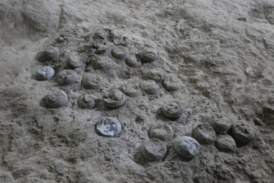 约8600万年前的恐龙蛋有了“出生证明”