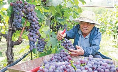 大户陈家的“新农事”