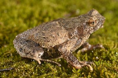 江西发现两栖类新物种黄牛石角蟾