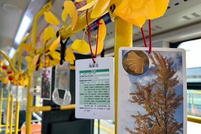 青島巴士裝扮“秋日探趣車廂”，開啟市民移動賞秋新體驗