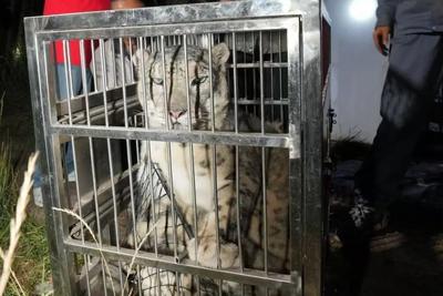 西宁野生动物园：出逃的雪豹“闹闹”已找到