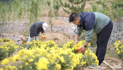 近百畝鮮食菊花已含苞待放！百果溪谷鄉村振興片區加快打造“特色產業+節慶旅游+多元業態”農文旅融合模式