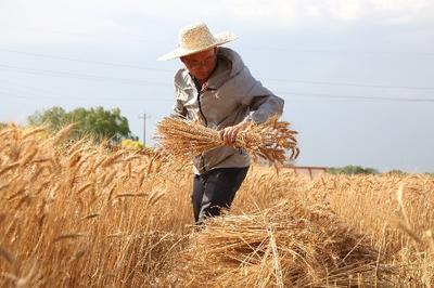 粮满仓 好丰光丨山东以科技创新端牢“中国饭碗”