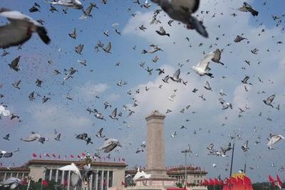 参加阅兵的鸽子都是“借”的？北京市民：鸽子已到家