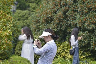 金秋限定！青岛中山公园桂花飘香