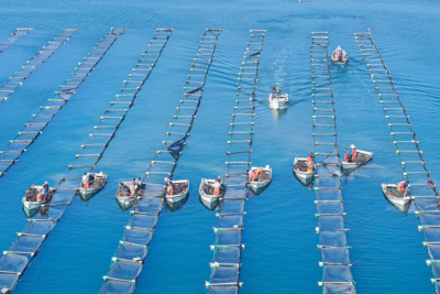 计划产值超600亿元！山东发文加快推进海参产业高质量发展