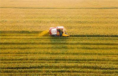 2025年中国农民丰收节全国主场活动今天在招远大户陈家村举办