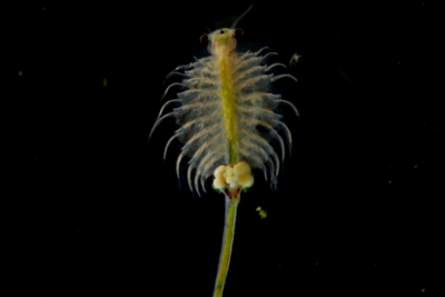 塔克拉玛干沙漠，发现盐水丰年虾！
