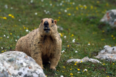 买土拨鼠当宠物？87岁奶奶科普：不能让鼠疫卷土重来！