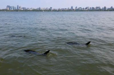 西湖里发现“鲨鱼”？还不止一条！