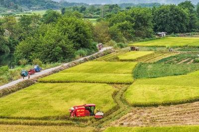 我国迎来第八个中国农民丰收节