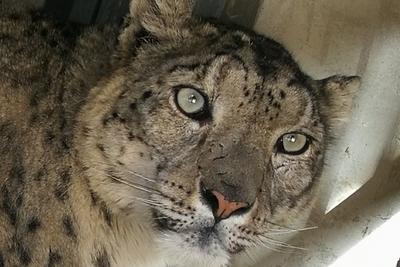 西宁野生动物园恢复开放，出逃雪豹“闹闹”明日回豹馆