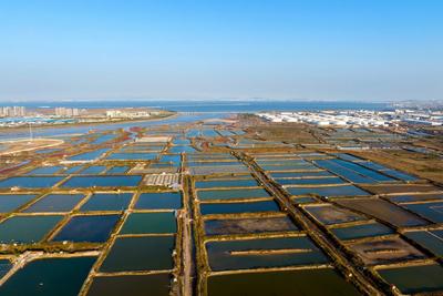 氣膜大棚變身養殖車間，海青鎮天下漁倉現代漁業產業園以科技賦能傳統漁業生產