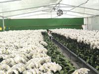 平度“財富花”迎來銷售高峰期