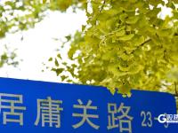 醉美金秋來了！雨后八大關落葉鋪滿地