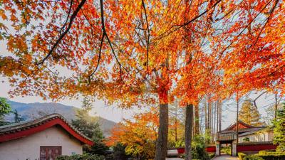 第七届“秋韵崂山”文旅休闲季暨崂山区首届乡村咖啡节即将启幕