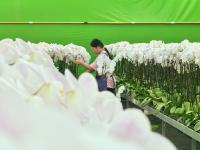 平度“財富花”迎來銷售高峰期