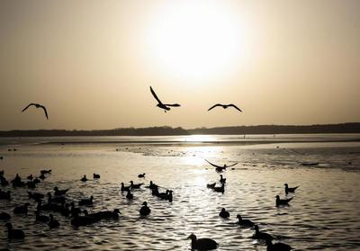 禽流感在德国快速蔓延， 已扑杀约40万只禽类