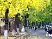 醉美金秋來了！雨后八大關落葉鋪滿地