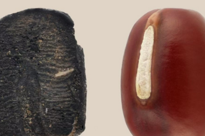 山东发现距今9000年前炭化小豆遗存