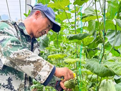 畝產5000多斤，平度“16度甜瓜”迎豐收