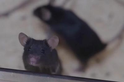 短暂“出差”太空，“小鼠航天员”太空之旅如何度过？