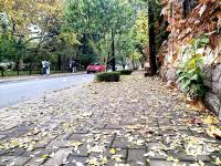 醉美金秋來了！雨后八大關落葉鋪滿地