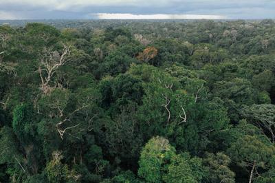 巴西亚马孙地区毁林面积降至11年新低