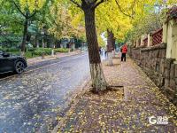 醉美金秋來了！雨后八大關落葉鋪滿地