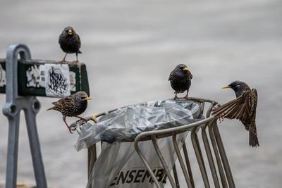 法国提高禽流感警戒级别，发布全国“封闭养殖令”