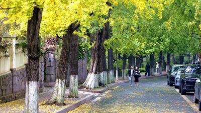 醉美金秋来了！雨后八大关落叶铺满地