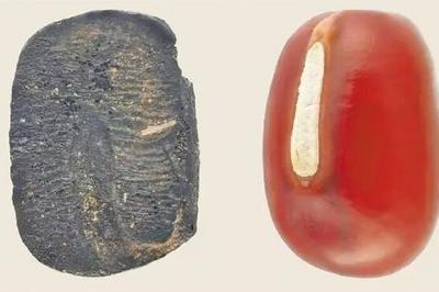 山东发现9000年前炭化小豆遗存，打破日本学术界认为的“日本小豆起源论”