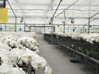 平度“財富花”迎來銷售高峰期