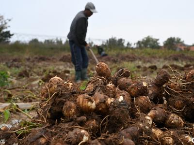 科技特派员来到田间地头，助力农民“芋”来“芋”好