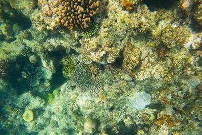 报告：全球温水珊瑚礁正越过生存临界点