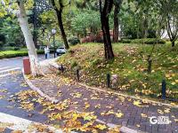 醉美金秋來了！雨后八大關落葉鋪滿地