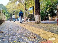 醉美金秋來了！雨后八大關落葉鋪滿地