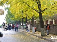 醉美金秋來了！雨后八大關落葉鋪滿地