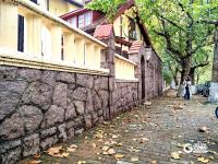 醉美金秋來了！雨后八大關落葉鋪滿地