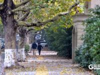 醉美金秋來了！雨后八大關落葉鋪滿地