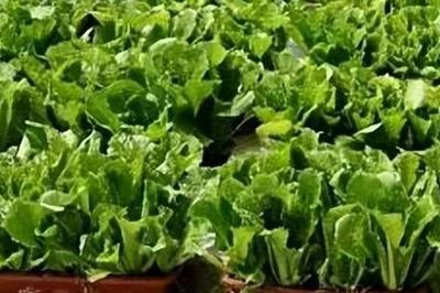 美国免除部分农产品“对等关税”