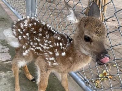 深耕“小特精”产业，青岛一地首只梅花鹿宝宝降生