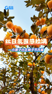 秋日氛围感拉满！小寨子社区柿子节开摘