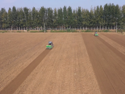 多措并举有序推进，平度市147.6万亩冬小麦加紧抢种