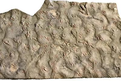 村民用了多年的垫脚石，竟是重要的恐龙化石？