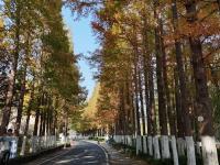 处处皆美景，初冬的世博园被焦糖色填满