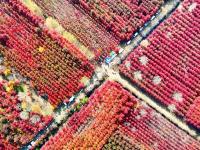 深秋美景，错过要等一年！千亩红枫“染红”莱西夏格庄