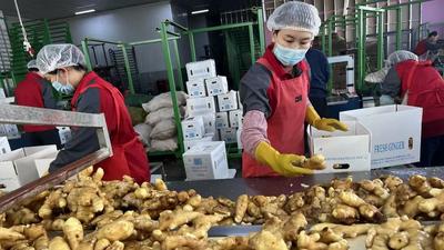 海外每10块中国姜，8块来自这里：安丘大姜的全球“生意经”