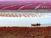 红海滩迎来最佳观赏季，生态画卷斑斓迷人