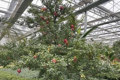 从一颗籽到一盆景、一条链，枣庄峄城石榴的奇异“裂变”